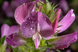 Attēlu rezultāti vaicājumam “Ononis arvensis”