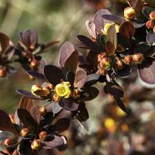 Attēlu rezultāti vaicājumam “Berberis thunbergii flower”