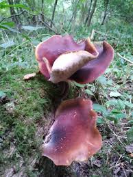 Attēlu rezultāti vaicājumam “Polyporus badius”