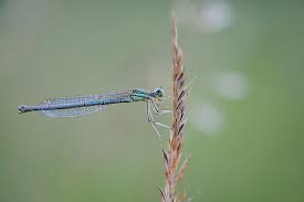 Attēlu rezultāti vaicājumam “Enallagma cyathigerum female”