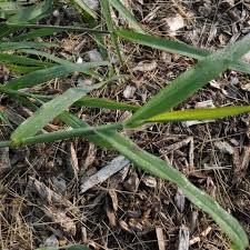 Attēlu rezultāti vaicājumam “Digitaria ischaemum leaf”