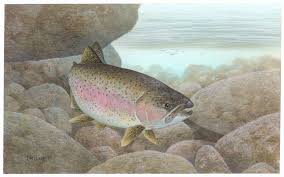 Image result for Oncorhynchus mykiss