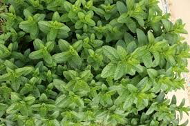 Attēlu rezultāti vaicājumam “Mentha arvensis leaf”
