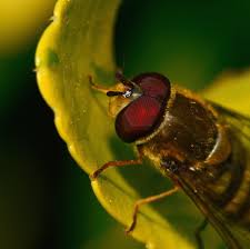 Attēlu rezultāti vaicājumam “Syrphus torvus”