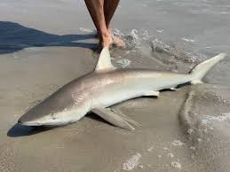 Image result for Carcharhinus acronotus