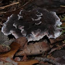 Attēlu rezultāti vaicājumam “Phellodon niger”