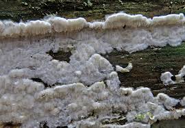 Attēlu rezultāti vaicājumam “Leucogyrophana sororia”