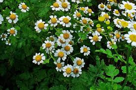 Image result for Tanacetum parthenium 'Tetraweiss'