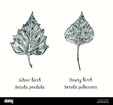 Attēlu rezultāti vaicājumam “Betula pubescens leaf”