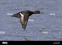 Attēlu rezultāti vaicājumam “Aythya fuligula”