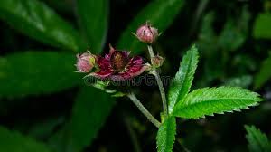 Attēlu rezultāti vaicājumam “Comarum palustre fruit”