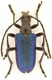 Attēlu rezultāti vaicājumam “Gaurotes virginea”