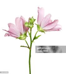 Image result for Malva alcea