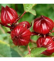Attēlu rezultāti vaicājumam “Veronica officinalis fruit”