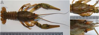 Attēlu rezultāti vaicājumam “Astacus leptodactylus”