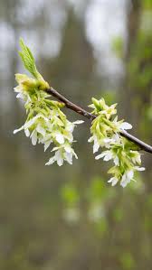 Attēlu rezultāti vaicājumam “Carex dioica male flower”