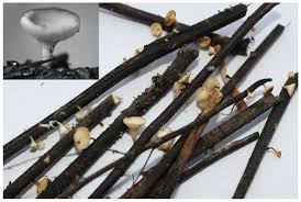 Attēlu rezultāti vaicājumam “Hymenoscyphus fraxineus”