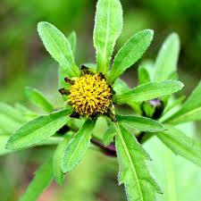 Attēlu rezultāti vaicājumam “Bidens tripartita fruit”