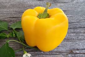 Afbeeldingsresultaat voor californian wonder golden sweet pepper