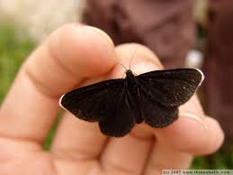 Attēlu rezultāti vaicājumam “Odezia atrata”