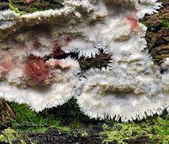 Attēlu rezultāti vaicājumam “Phlebia centrifuga”