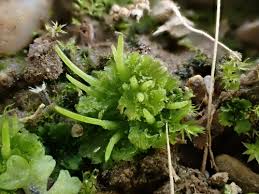 Attēlu rezultāti vaicājumam “Phaeoceros laevis subsp. carolinianus”