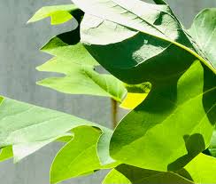 Attēlu rezultāti vaicājumam “Liriodendron tulipifera leaf”