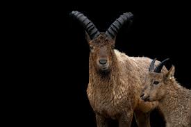 Attēlu rezultāti vaicājumam “Capra juvenile”