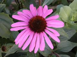 Attēlu rezultāti vaicājumam “Echinacea purpurea flower”