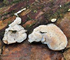 Attēlu rezultāti vaicājumam “Skeletocutis amorpha”