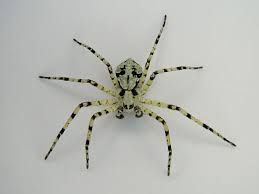 Attēlu rezultāti vaicājumam “Philodromus margaritatus”