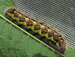 Attēlu rezultāti vaicājumam “Acronicta auricoma larva”