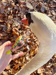 Image result for South Yorkshire Swans