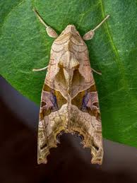 Attēlu rezultāti vaicājumam “Phlogophora meticulosa”