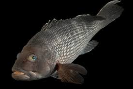 Image result for Centropristis striata