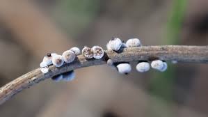 Attēlu rezultāti vaicājumam “Craterium minutum cf. var. brunneum macro”