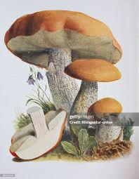 Attēlu rezultāti vaicājumam “Leccinum”