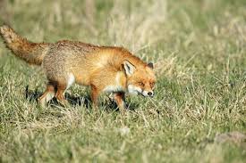 Attēlu rezultāti vaicājumam “Vulpes vulpes”