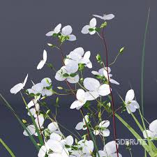 Attēlu rezultāti vaicājumam “Carex elata flower”