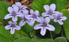 Image result for Streptocarpus
