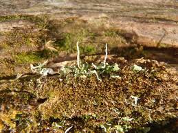 Attēlu rezultāti vaicājumam “Cladonia norvegica”
