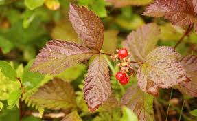 Attēlu rezultāti vaicājumam “Rubus saxatilis fruit”