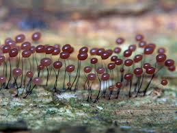 Attēlu rezultāti vaicājumam “Comatricha alta macro”