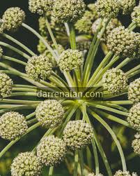 Attēlu rezultāti vaicājumam “Angelica archangelica fruit”