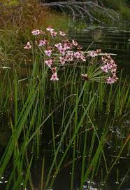 Attēlu rezultāti vaicājumam “Butomus umbellatus fruit”