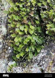 Attēlu rezultāti vaicājumam “Fissidens adianthoides”