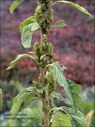 Attēlu rezultāti vaicājumam “Amaranthus retroflexus leaf”