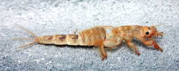 Attēlu rezultāti vaicājumam “Ephemera sp.”