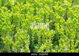 Attēlu rezultāti vaicājumam “Sedum acre leaf”