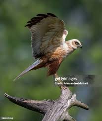 Attēlu rezultāti vaicājumam “Circus aeruginosus adult”